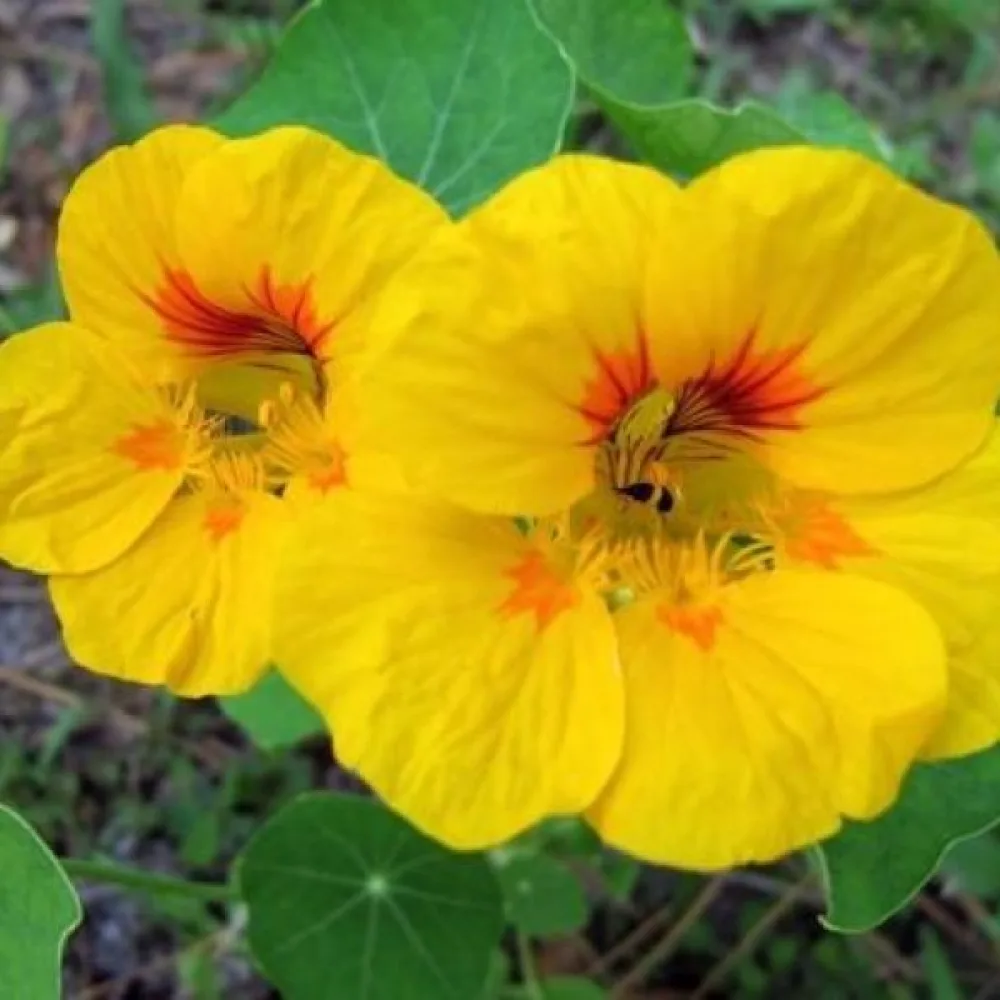Krasse 'Golden Globe'