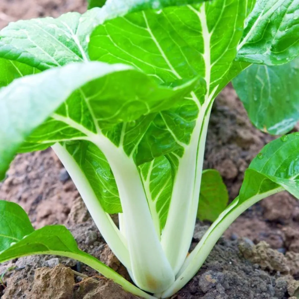 Pak choi, vit