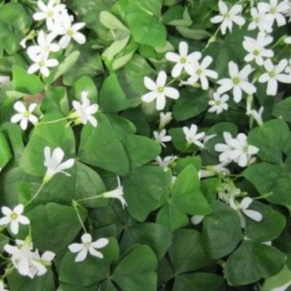 Oxalis 'REGNELLII'