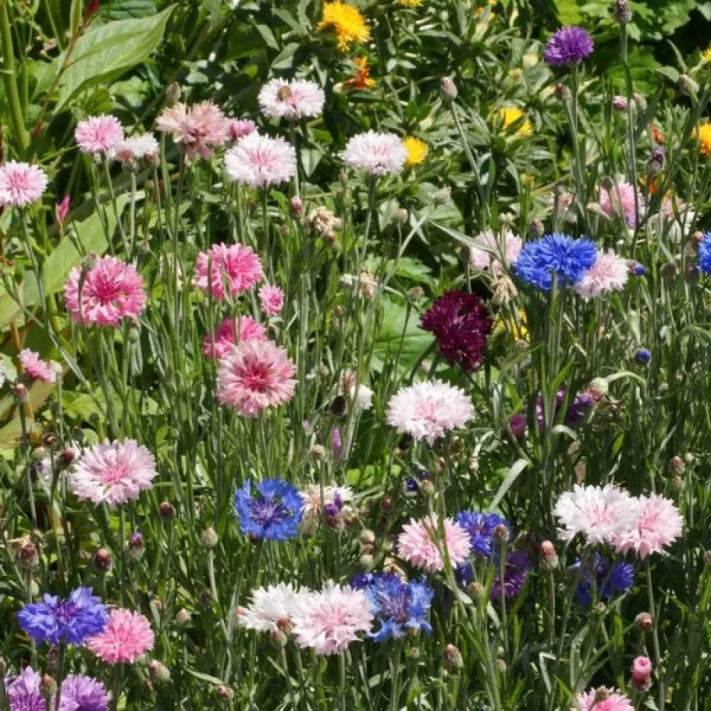 Blåklint 'Blue Shades', mix