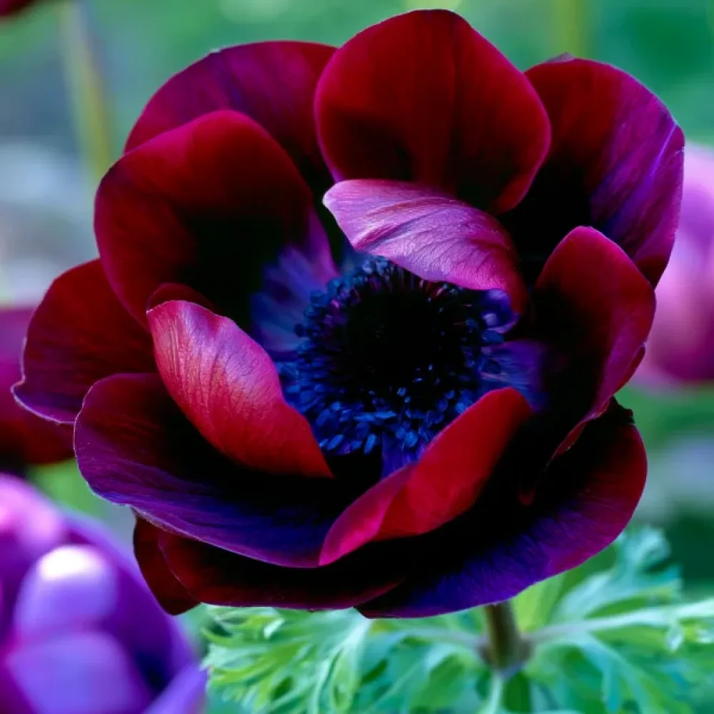 Anemon 'Mistral Bordeaux'