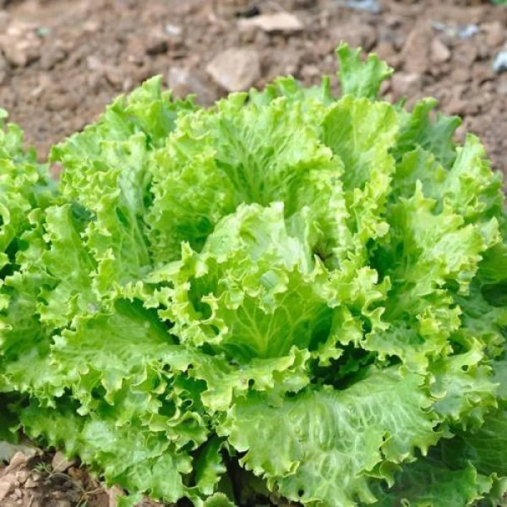 Isbergssallat 'Doree de Printemps'