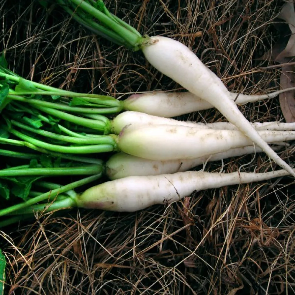 Lång rädisa 'White Icicle'