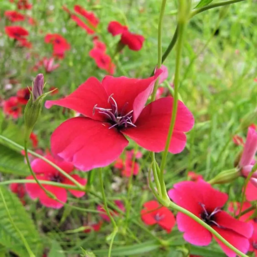 Viskaria 'Dazzling Scarlet'