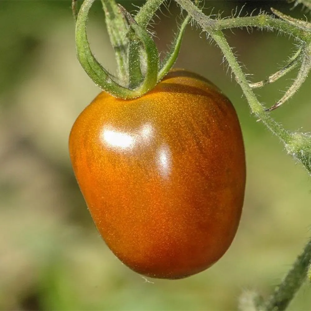 Körsbärstomat 'Black Plum'