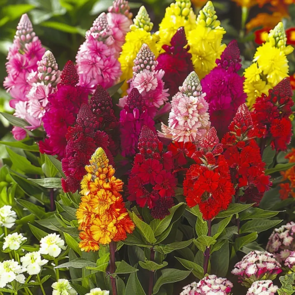 Tuppkam Celosia argentea cristata, mix