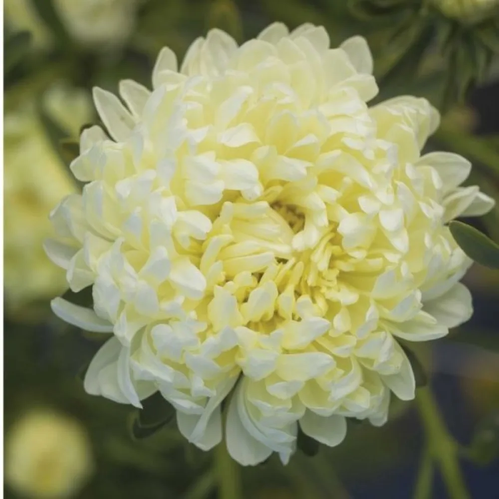 Sommaraster pionblommig – krämgul