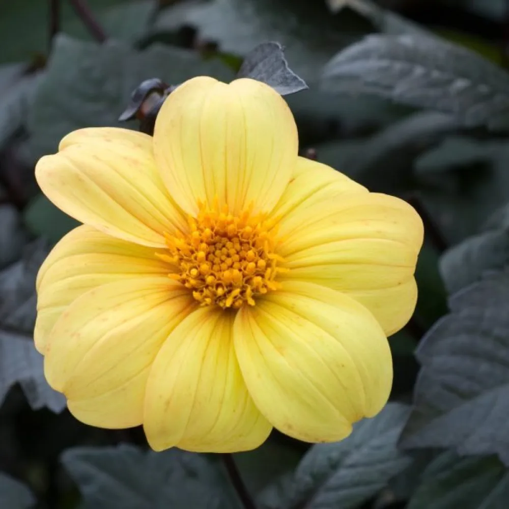Lågväxande dahlia, mörkbladig – blandning