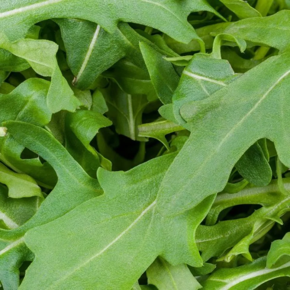 Ruccola