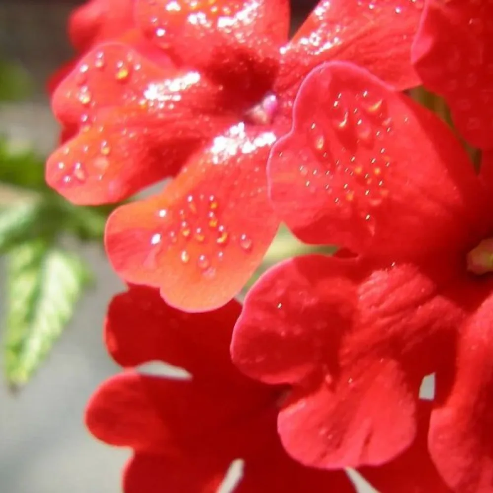 Verbena 'Luzifer'
