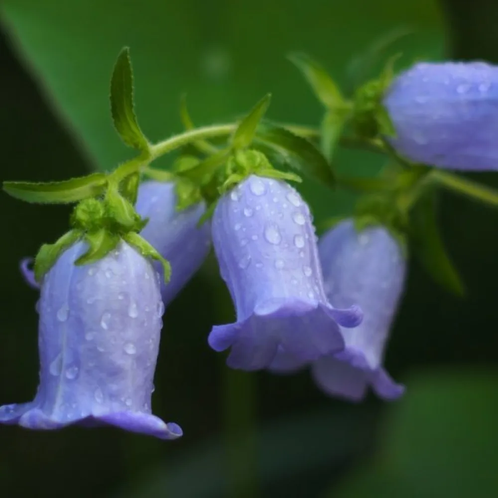 Mariaklocka Campanula medium, ljusblå