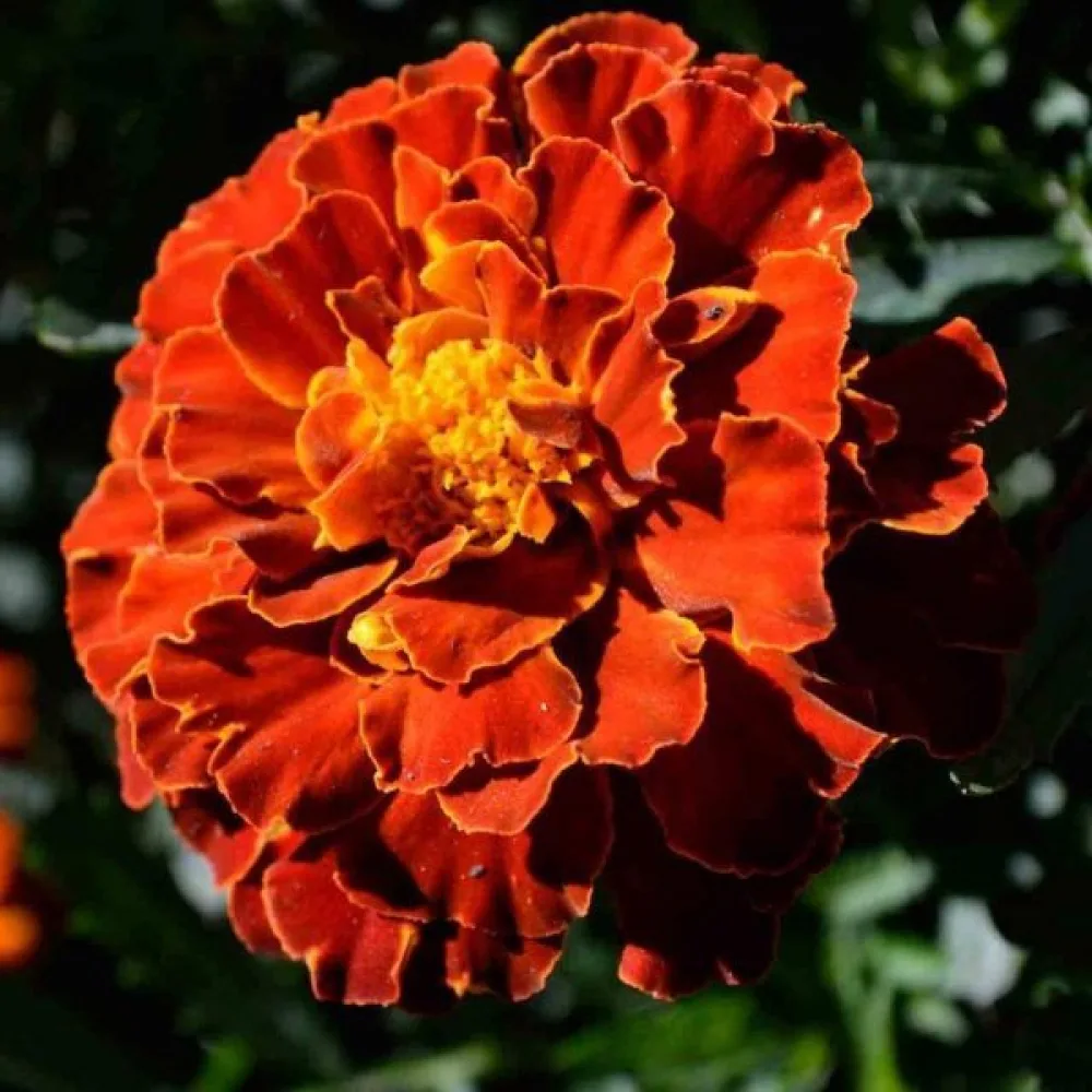 Fransk tagetes 'Red Brocade'