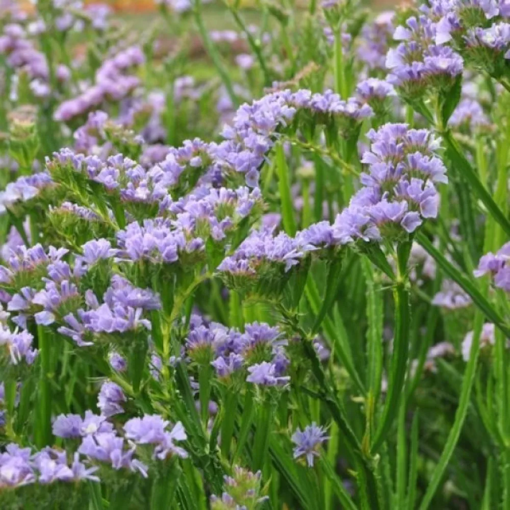 Praktrisp Limonium sinuatum – lavendel