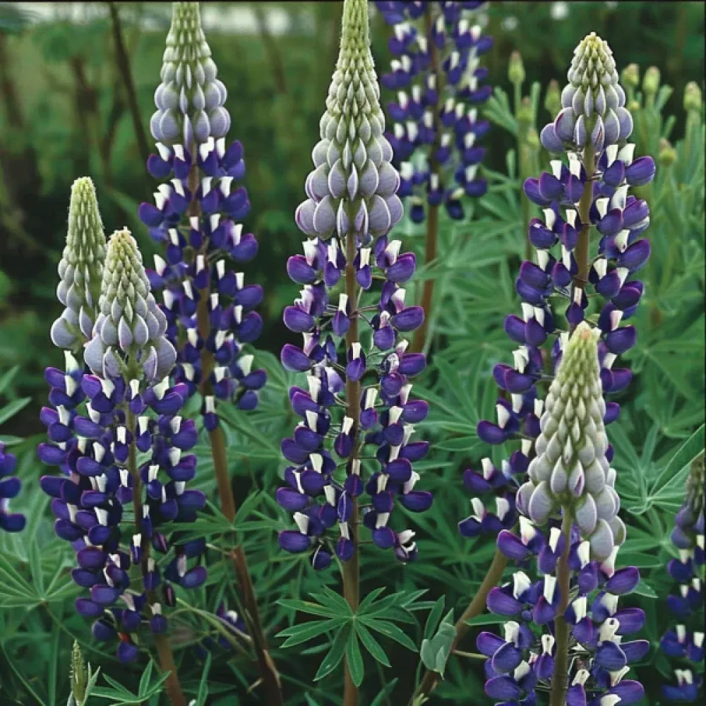Blomsterlupin 'Russel'