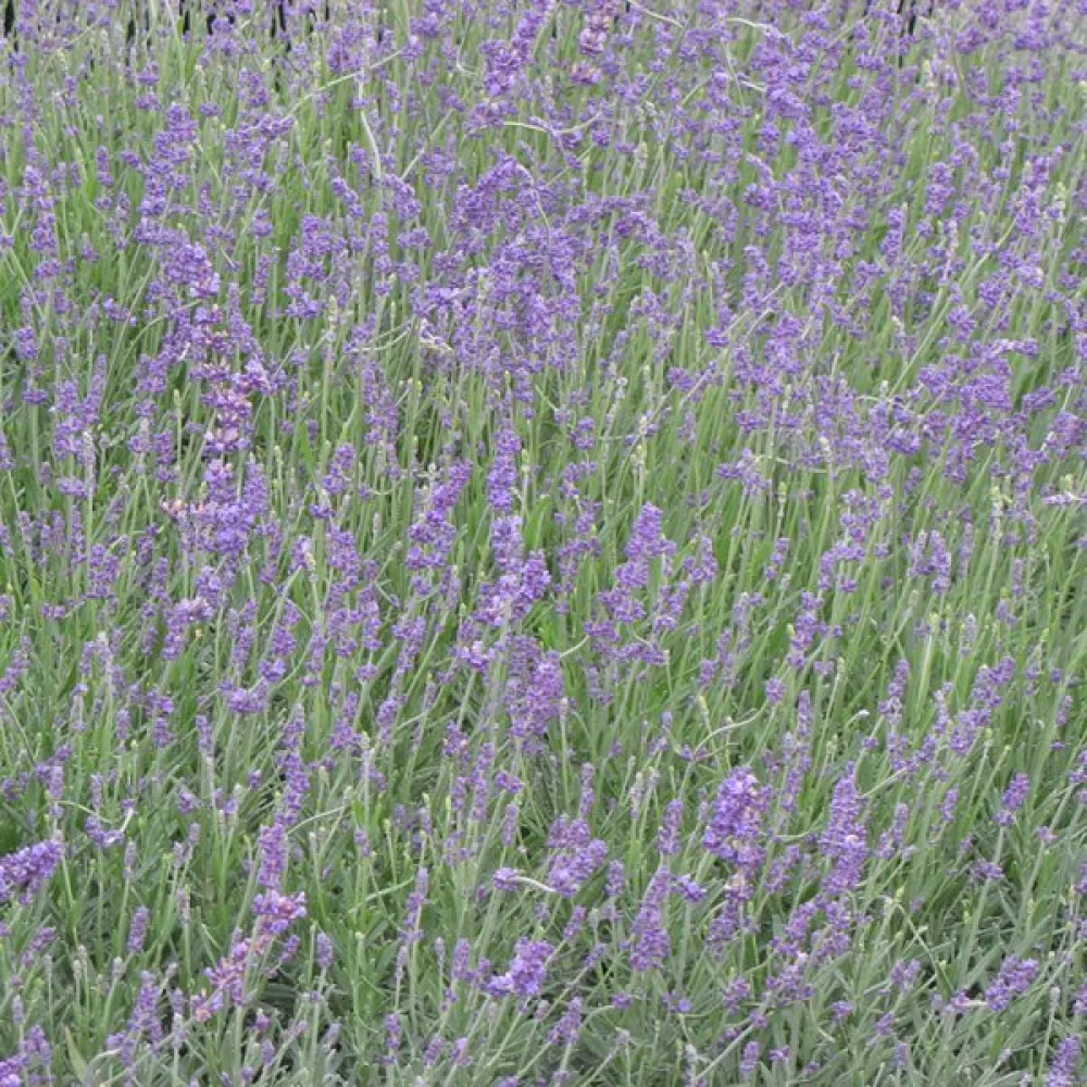 Lavendel 'Munstead'