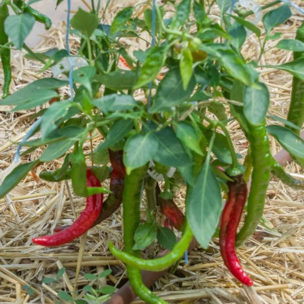 Paprika 'Sigaretta di Bergamo'