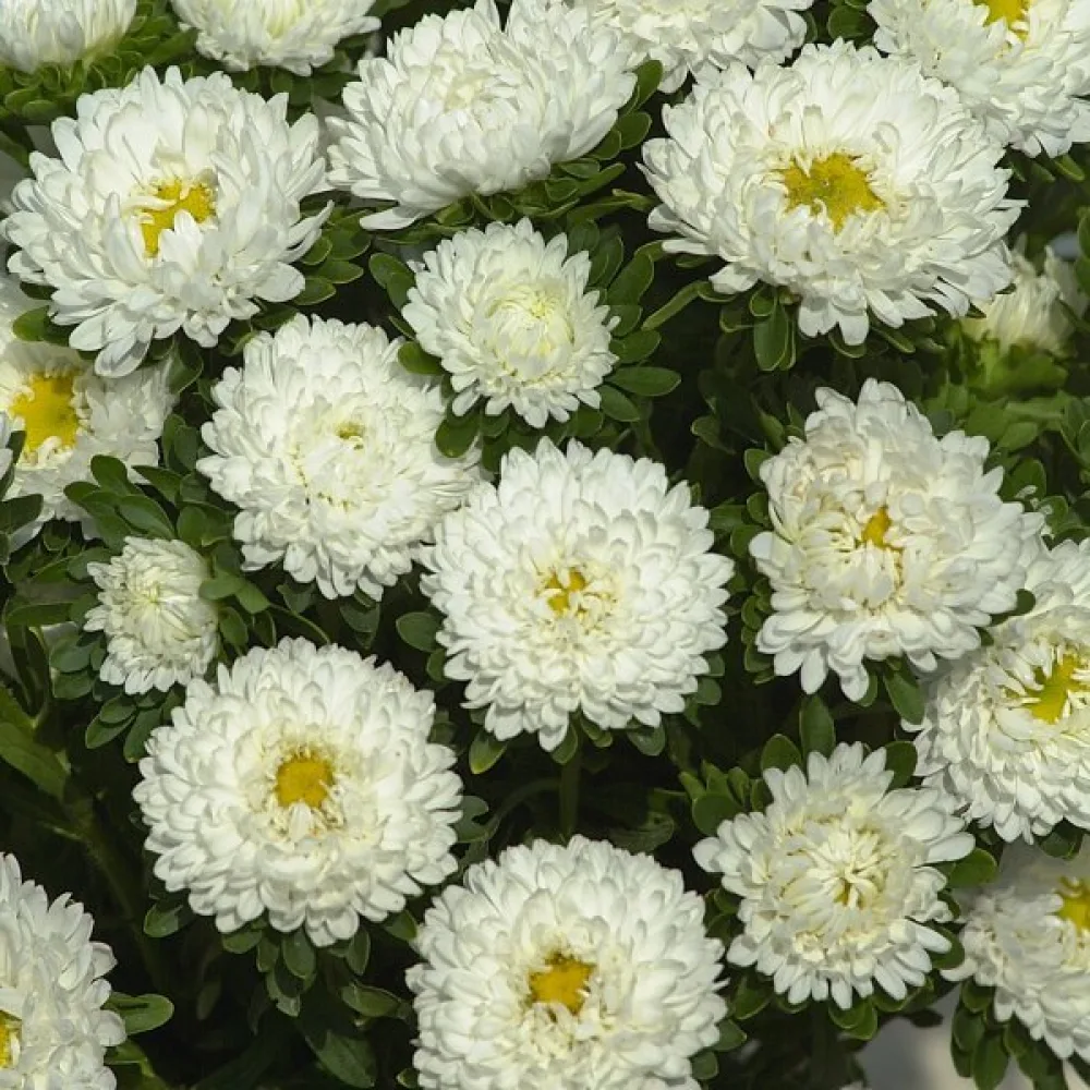 Sommaraster 'Baronesse' – vit