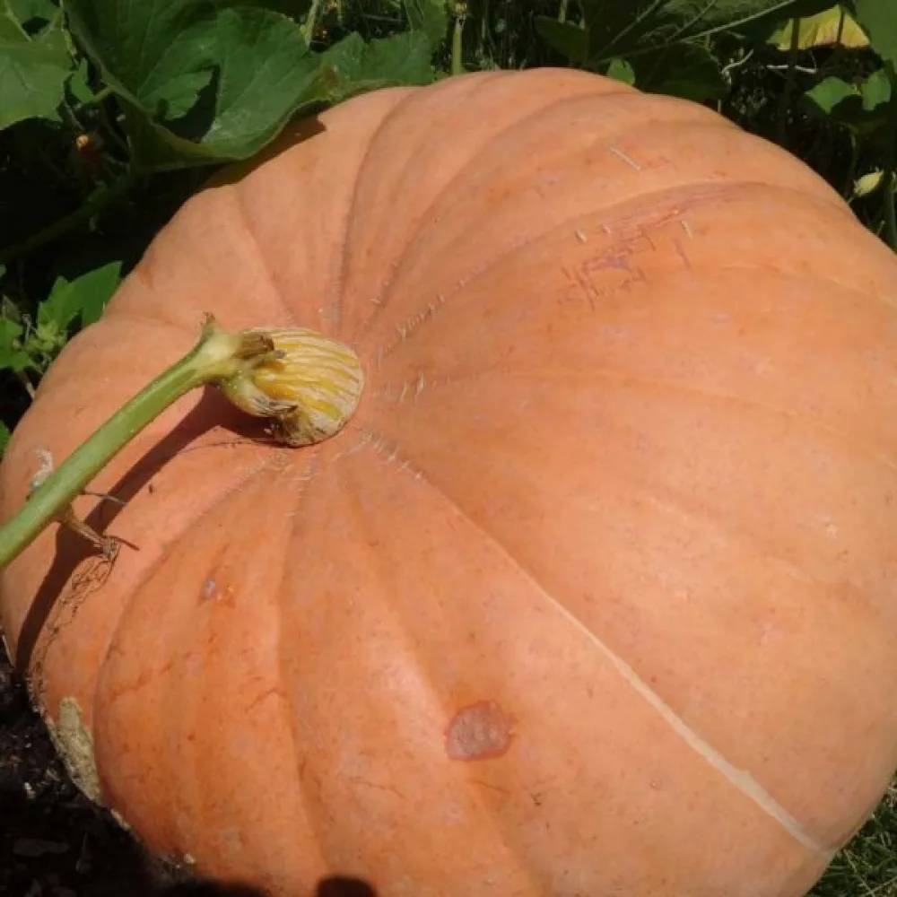 Pumpa 'Gele Reuzen'