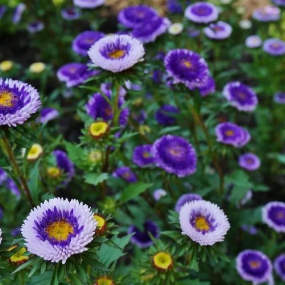 Sommaraster liten pompon 'Blue Moon' – blå med vit kant