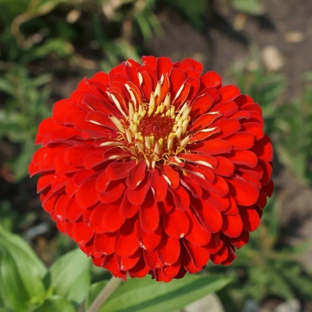 Zinnia 'Cherry Queen'