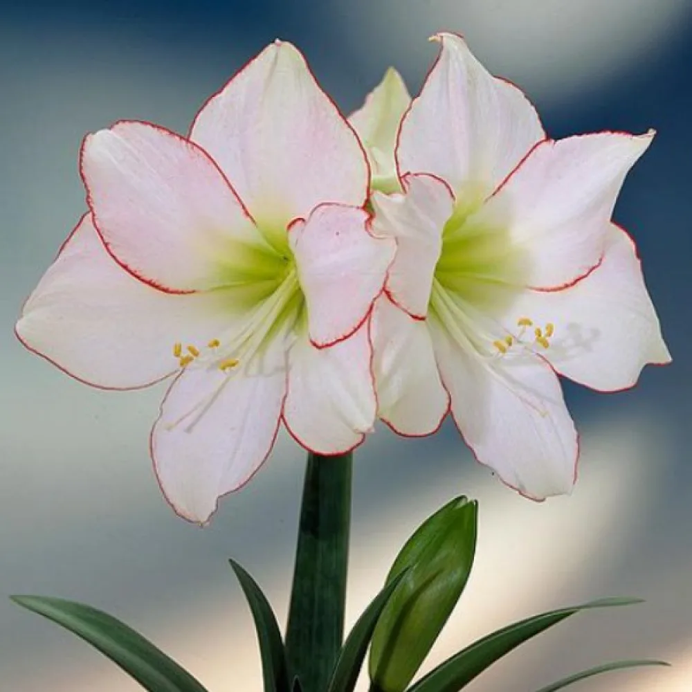 Amaryllis 'Picotee'