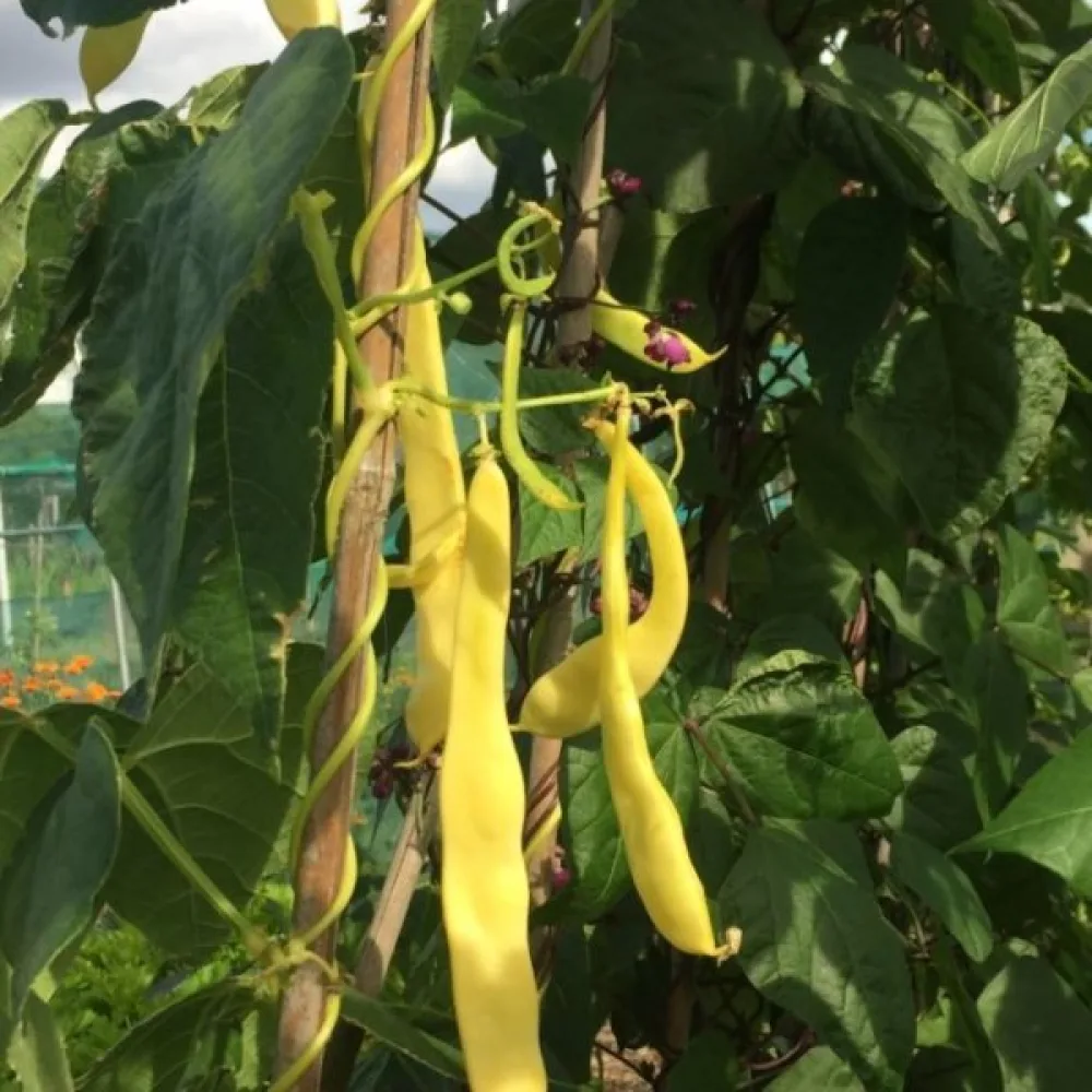 Störböna 'Goldmarie'