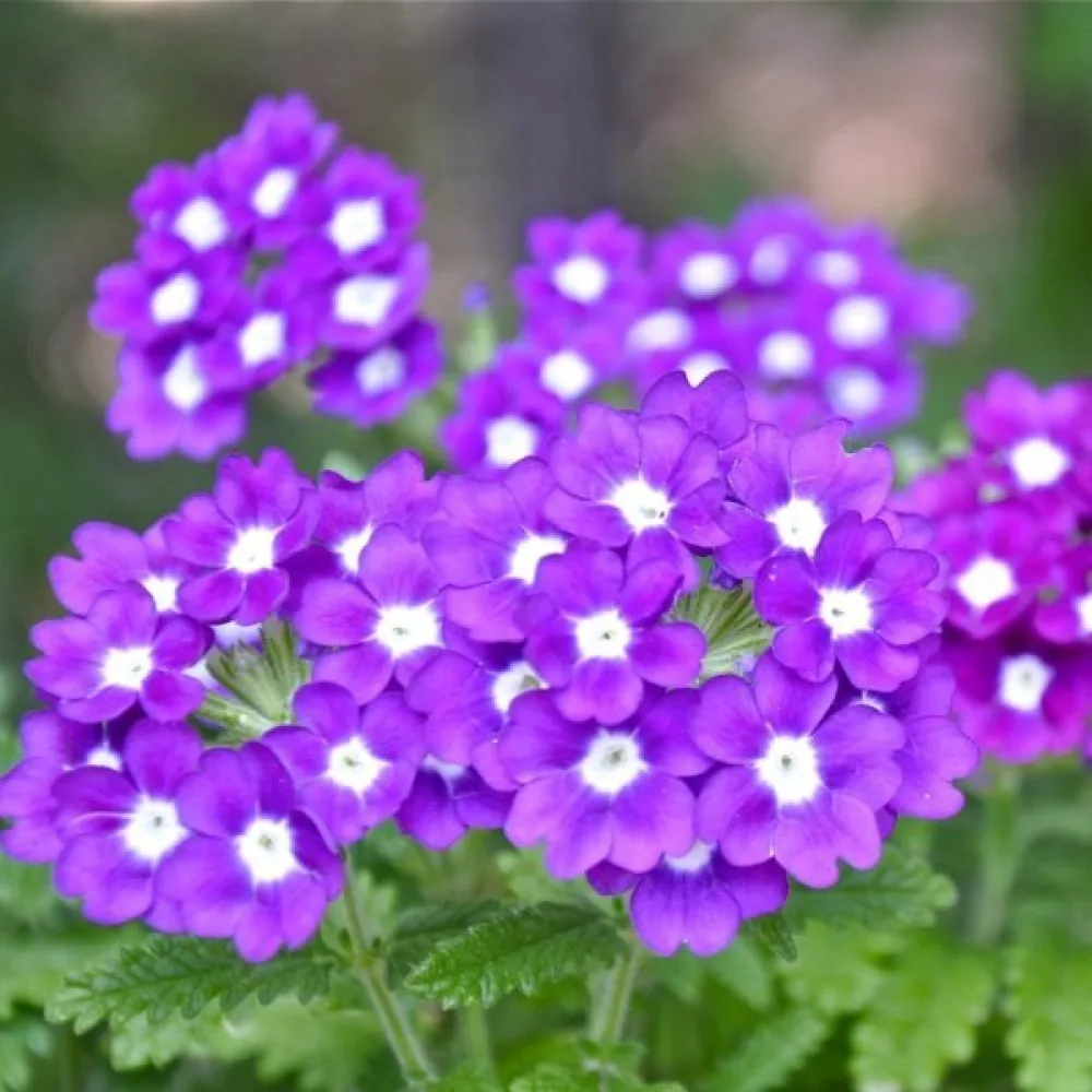 Verbena 'Splendor', lila med vitt öga