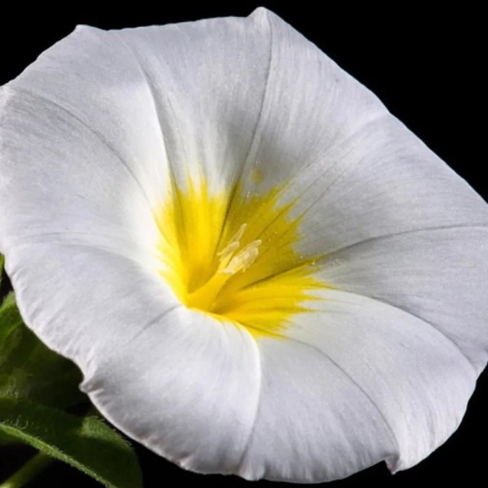 Praktvinda 'White Ensign'