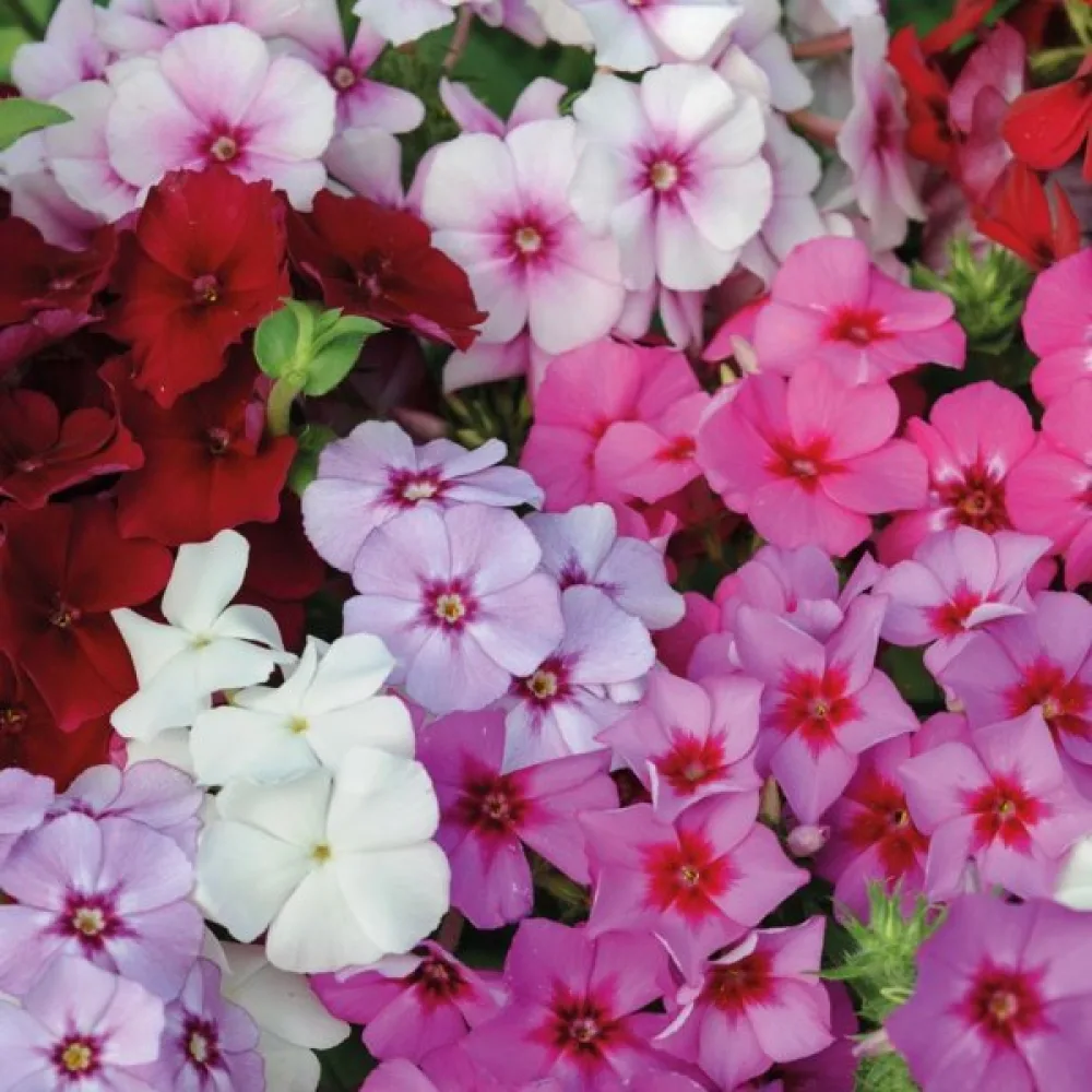 Sommarflox 'Beauty', blandning