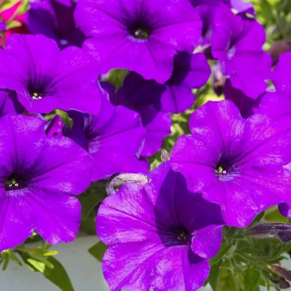 Petunia 'Alderman' – blå