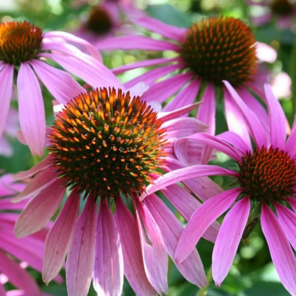 Röd solhatt Echinacea purpurea, rosa