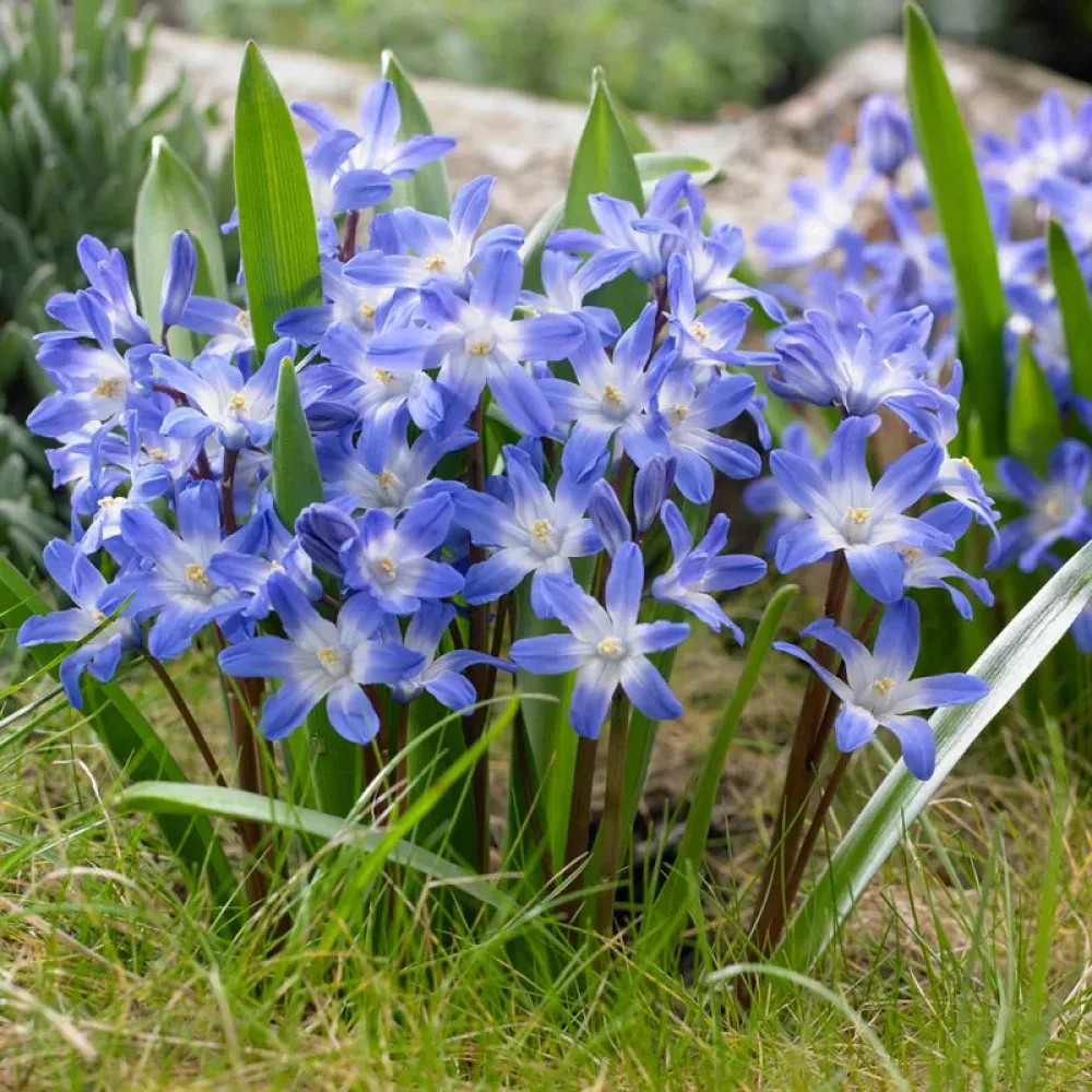 Vårstjärna 'Blue Giant'
