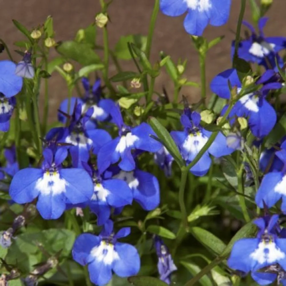 Kantlobelia 'Mrs. Clibran' – mörkblå