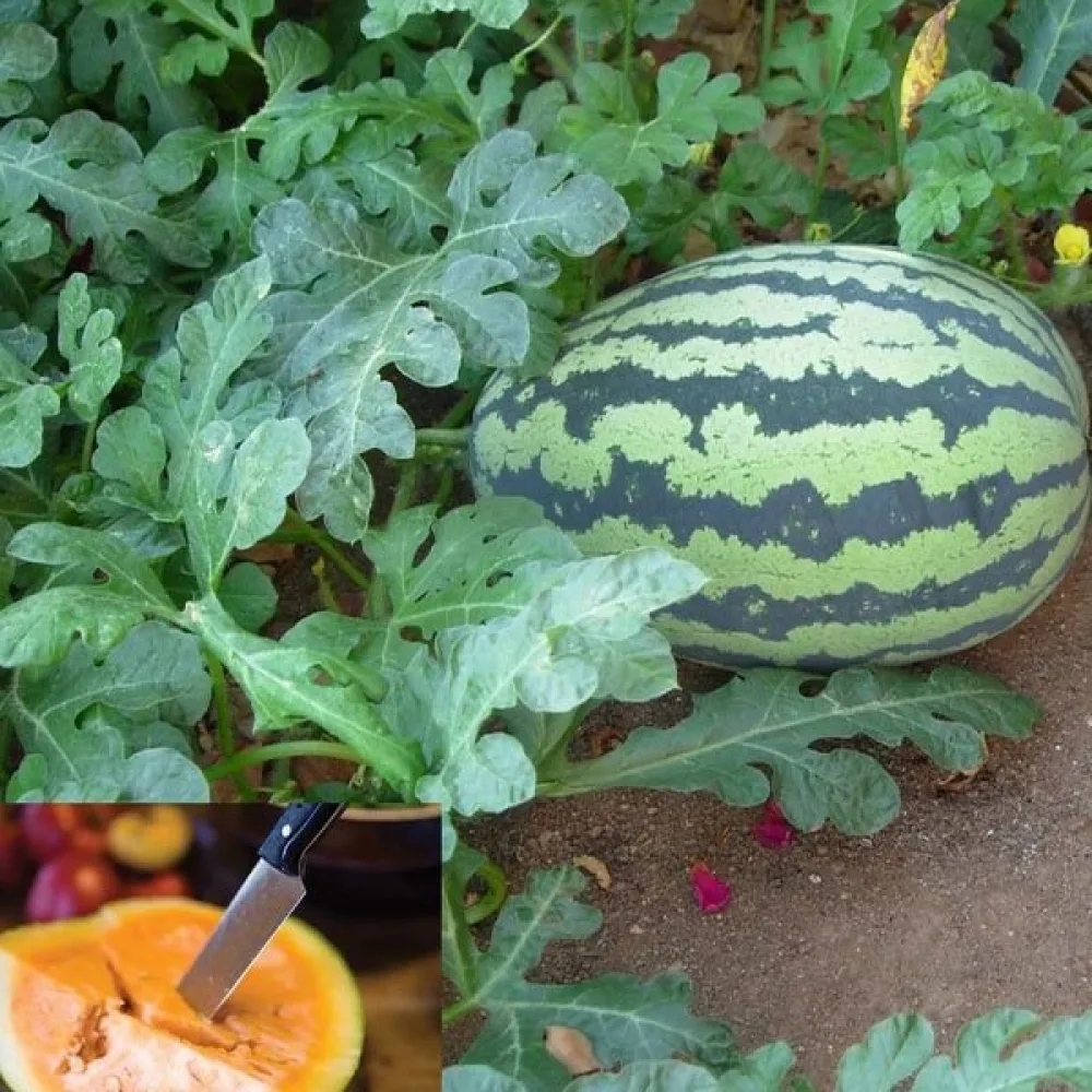Vattenmelon 'Orangeglo'