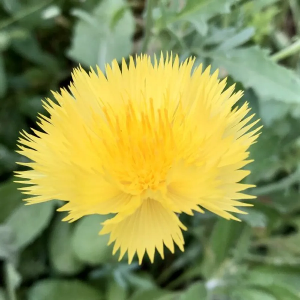 Myskklint 'Suaveolens', gul