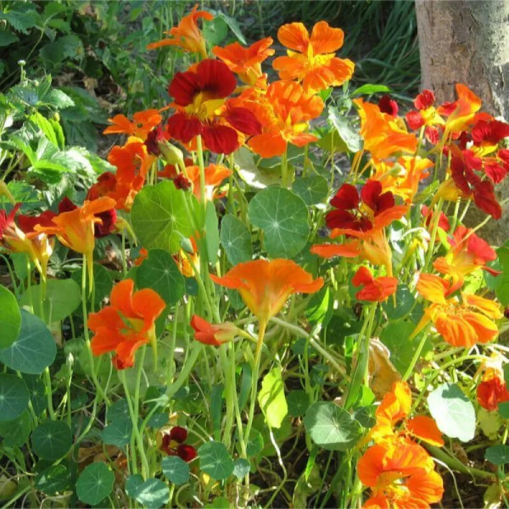 Krasse 'Strawberry Gem' (blandning)