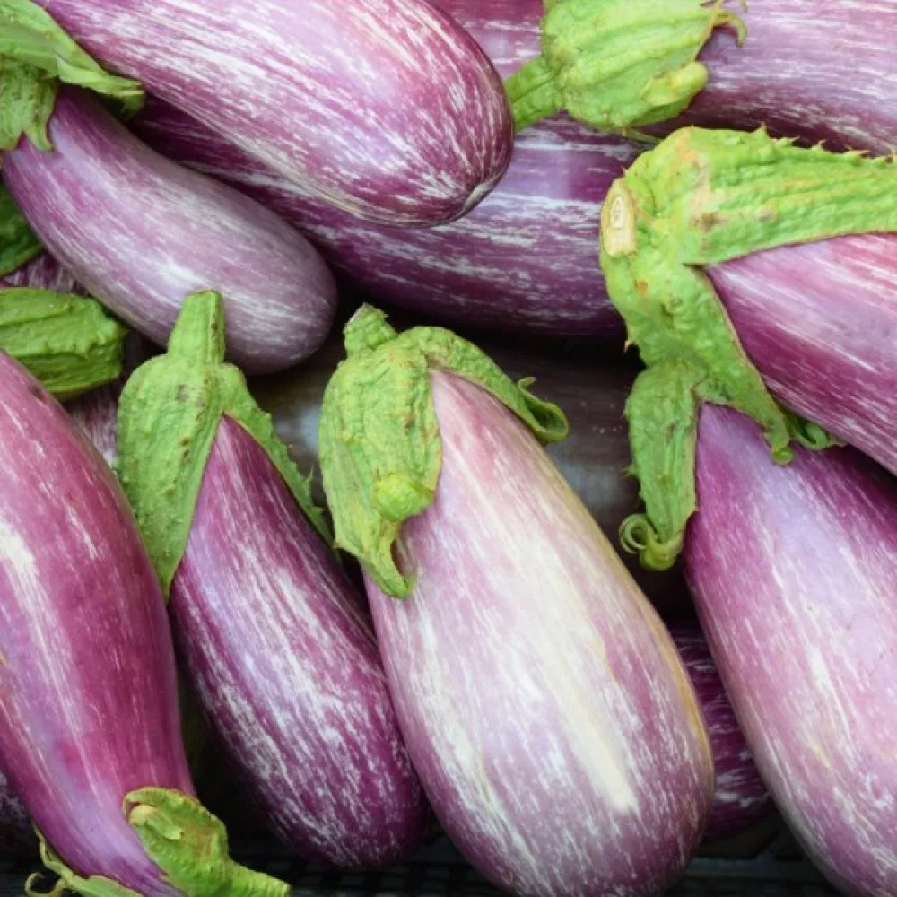 Aubergine 'Tsakoniki'