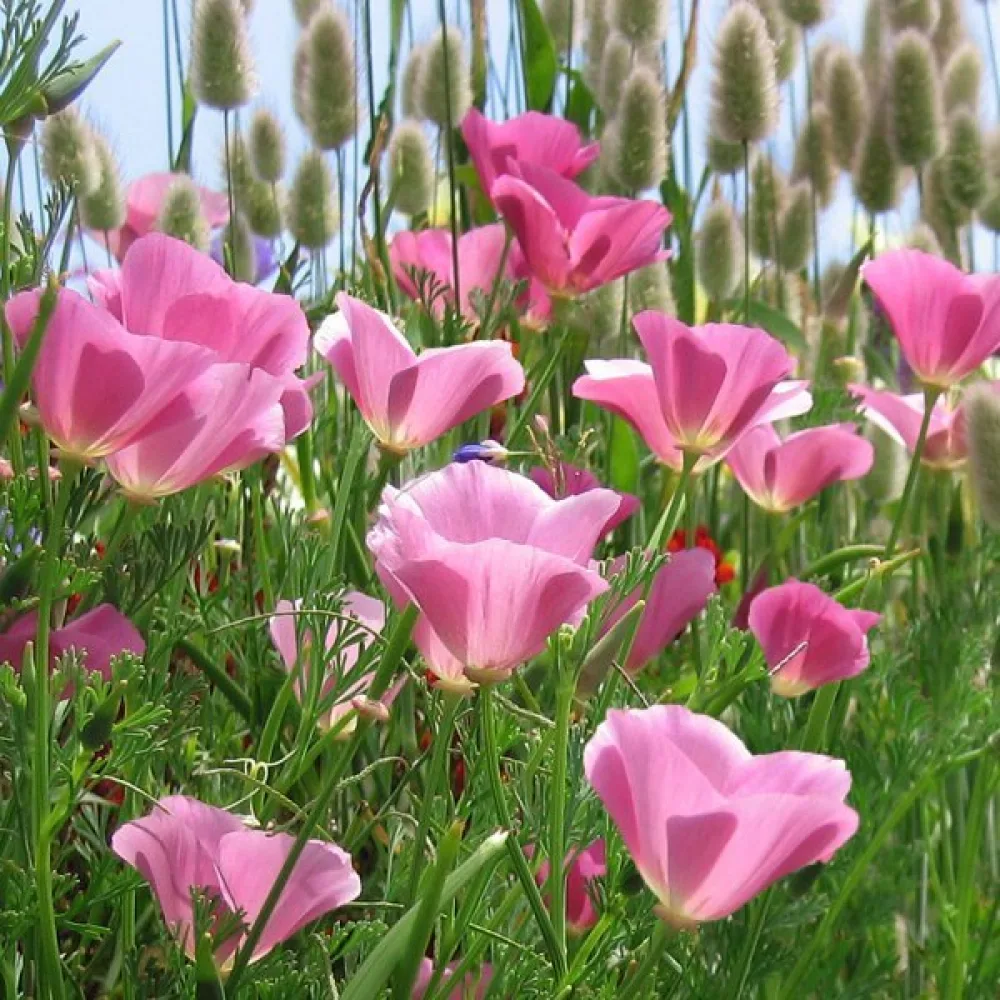 Sömntuta 'Purple Gleam', lila