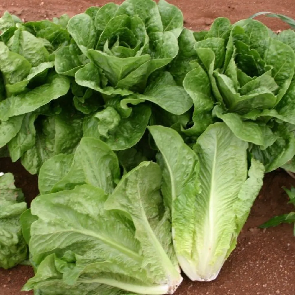 Romansallad 'Parris Island Cos'