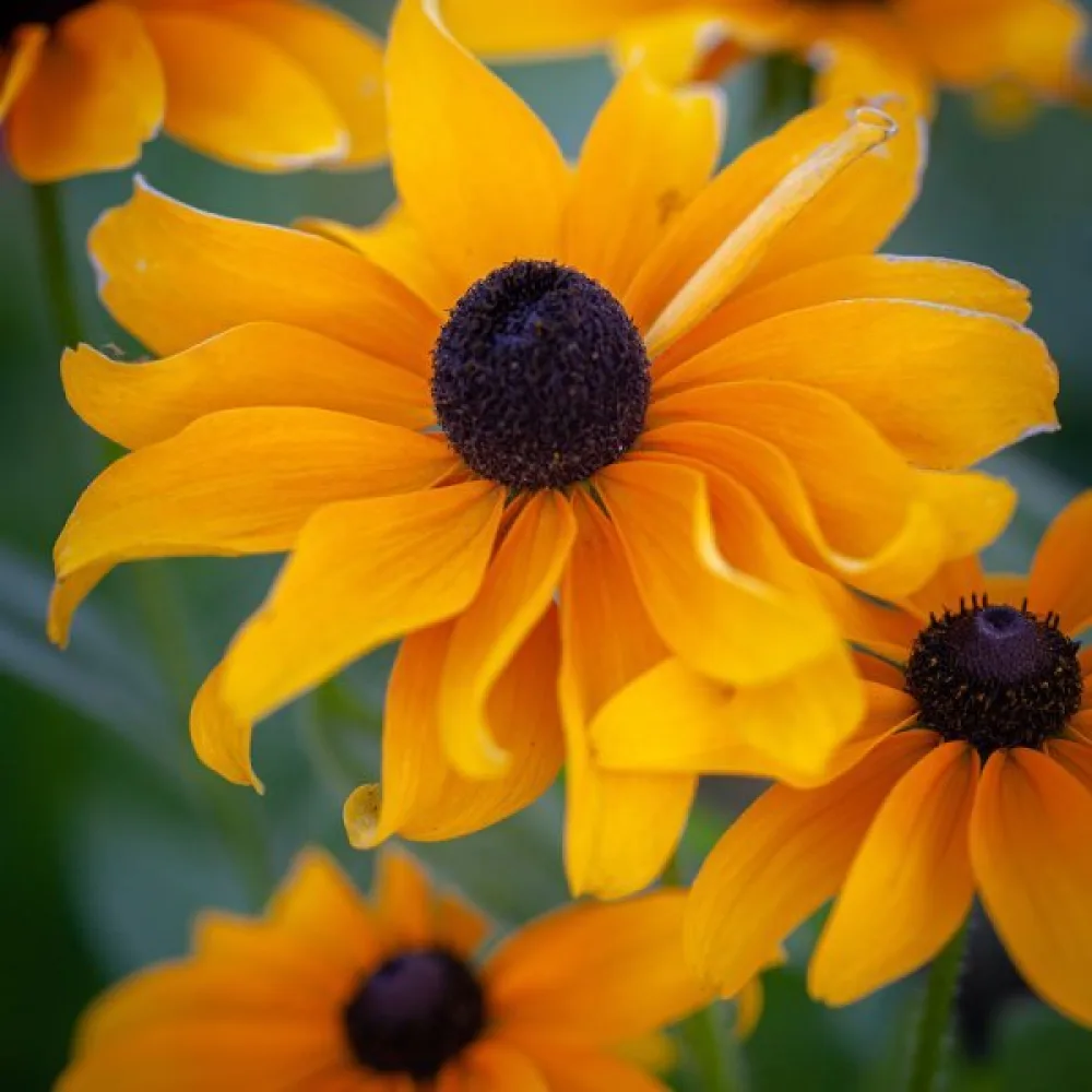 Sommarrudbeckia 'Goldilocks'