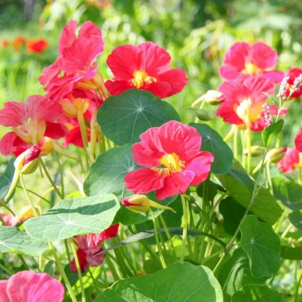 Krasse 'Cherry Rose'