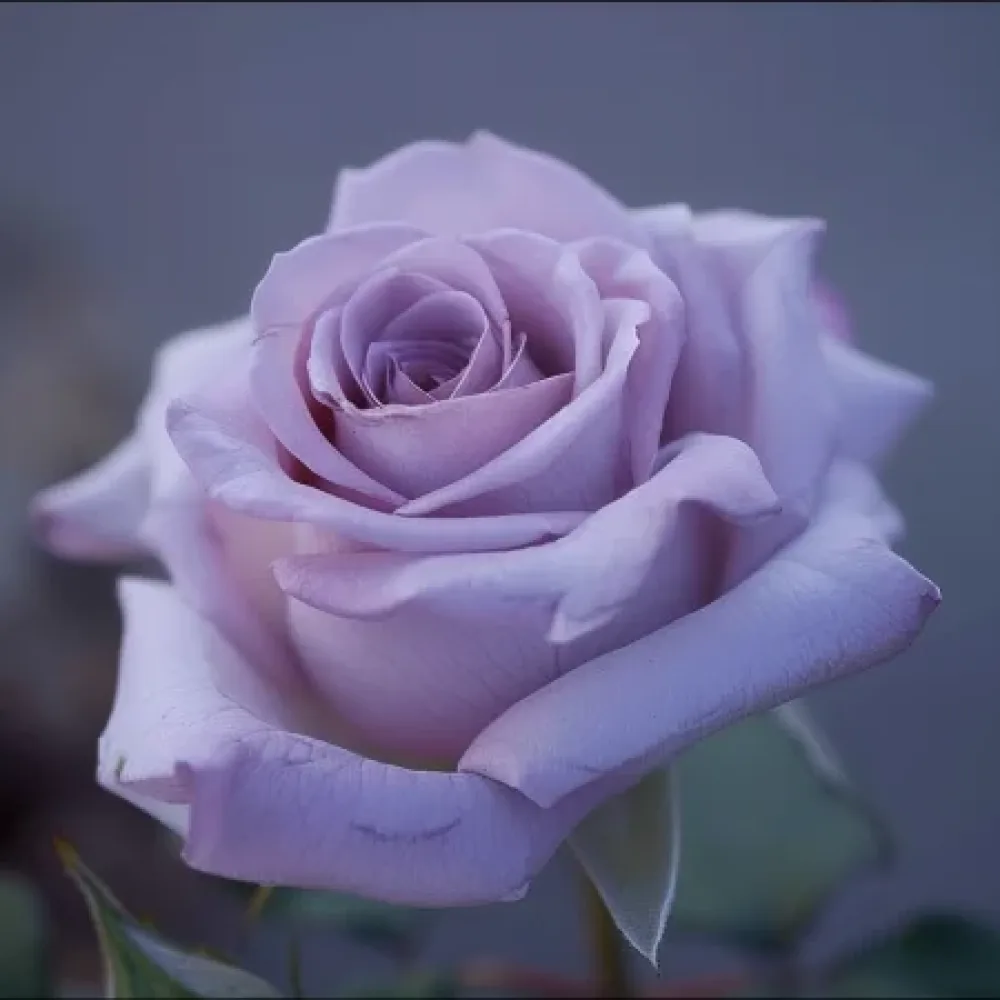 Ros 'Blooming Symphony' – barrotad