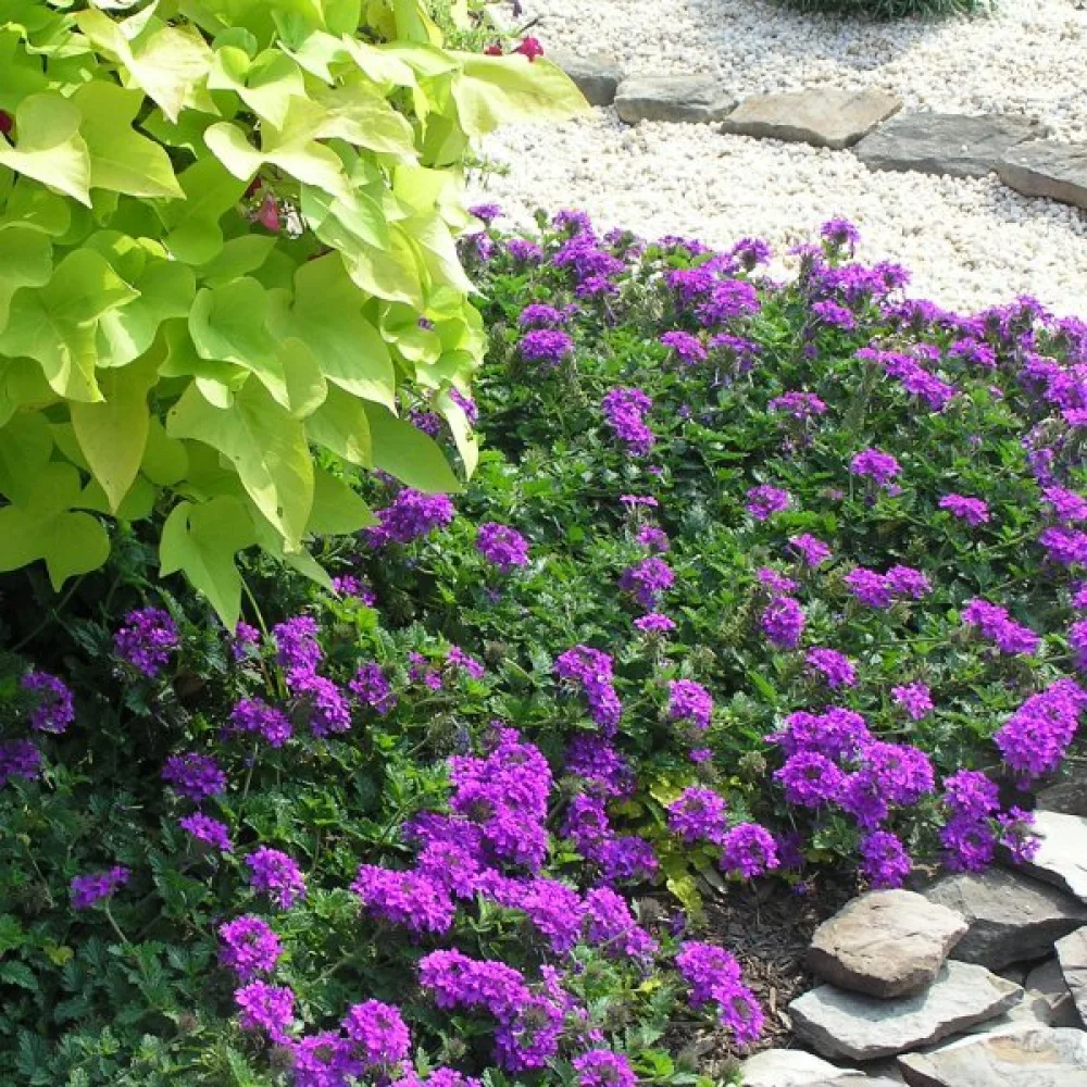Storblommig verbena, lila
