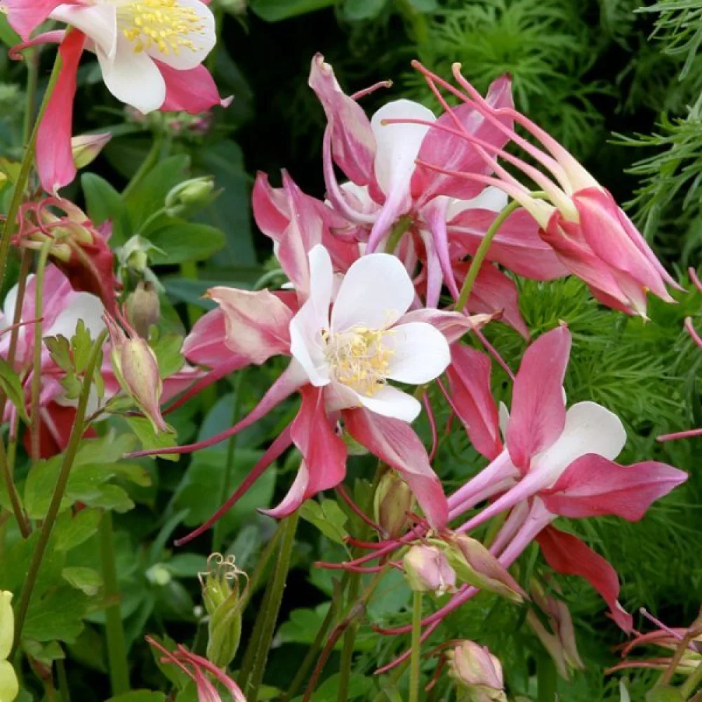Akleja 'Rose Queen'