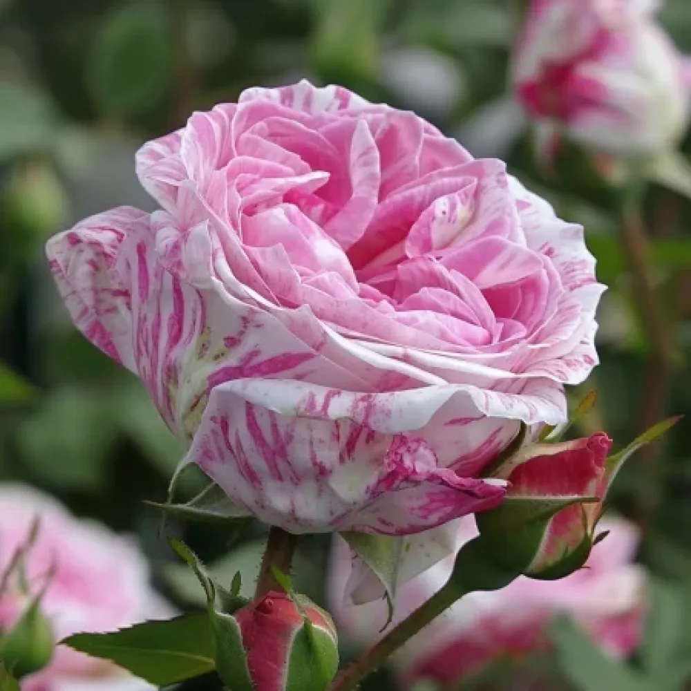 Ros 'Floral Whirl' – barrotad