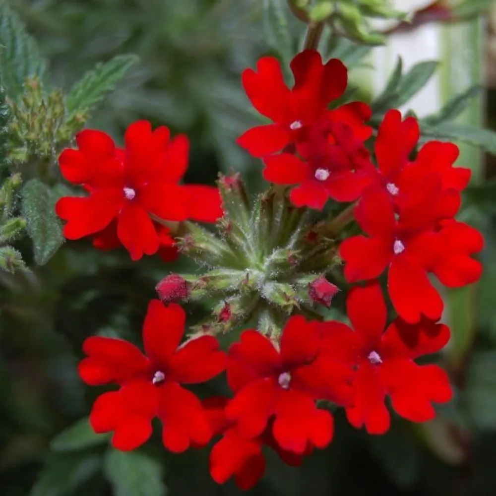 Verbena 'Luzifer'