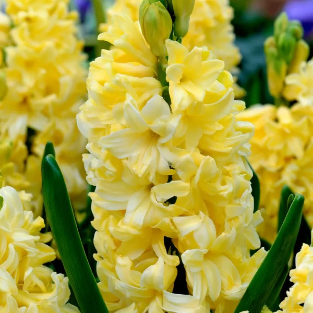 Hyacint 'Yellow Queen'