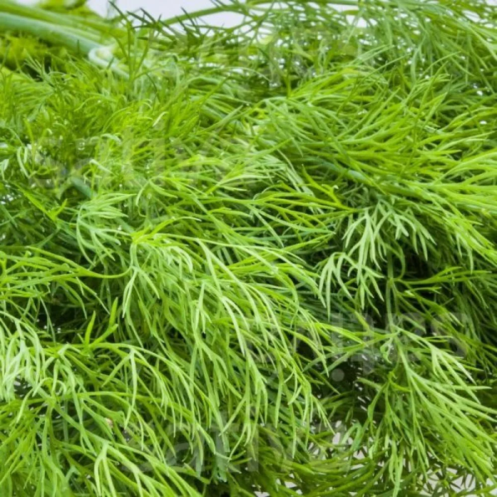 Dill 'Tetra'