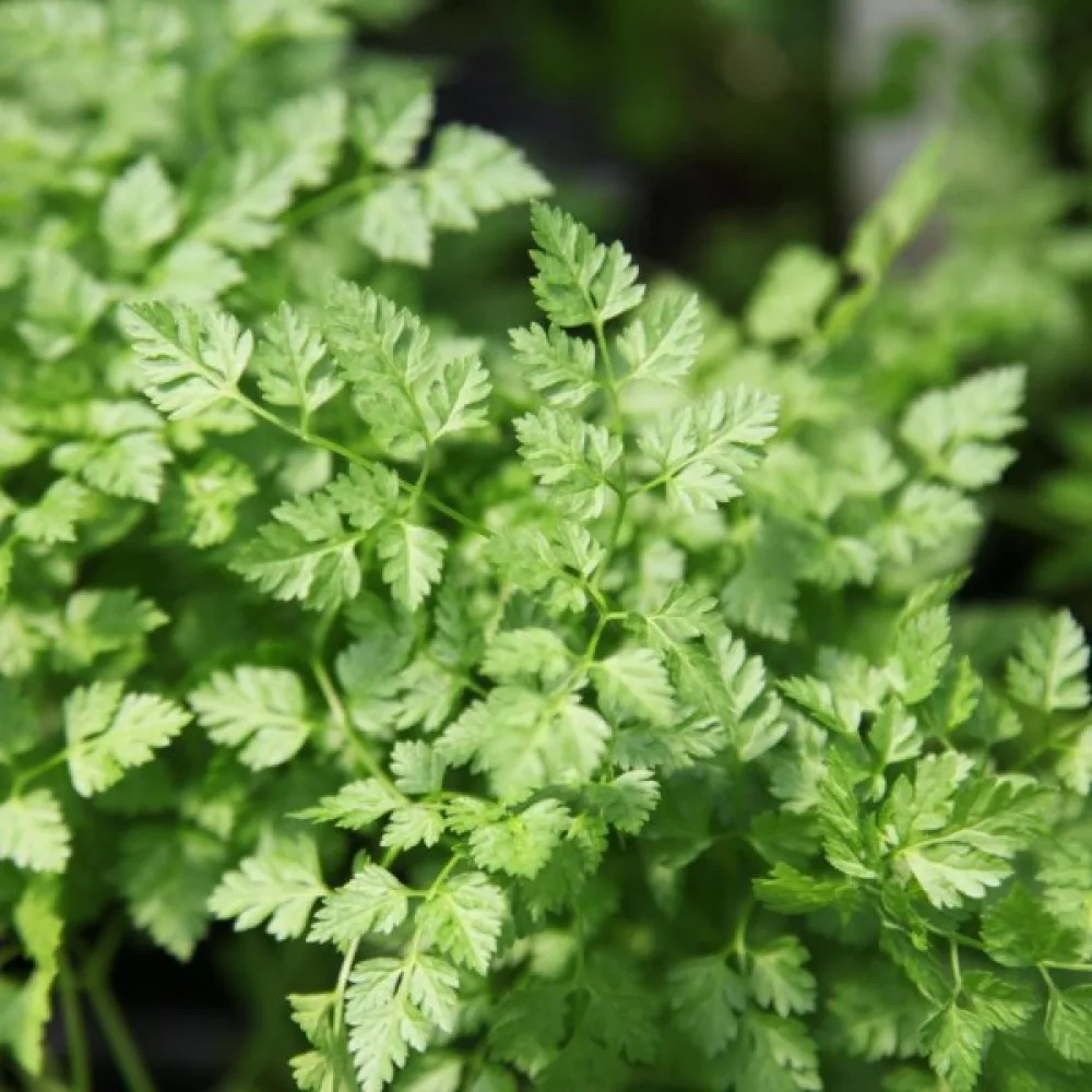 Körvel Anthriscus cerefolium