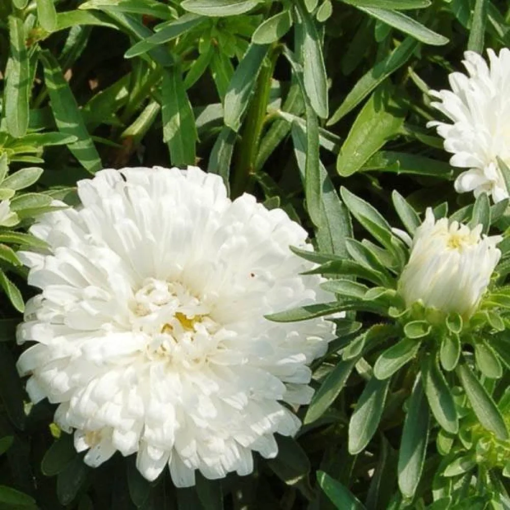 Sommaraster 'Colour Carpet' vit
